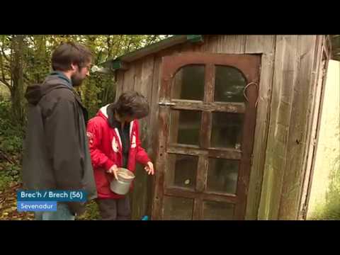 Des expressions en breton et très animalières en pays d'Auray