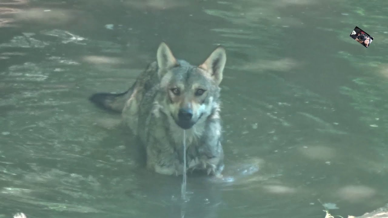 Le repas des Loups gris du Parc animalier de Courzieu - Rhône -France