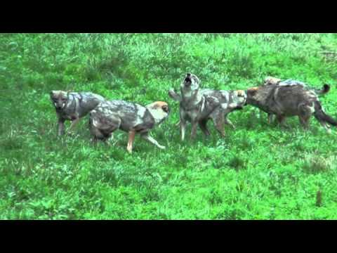 Les loups de Courzieu