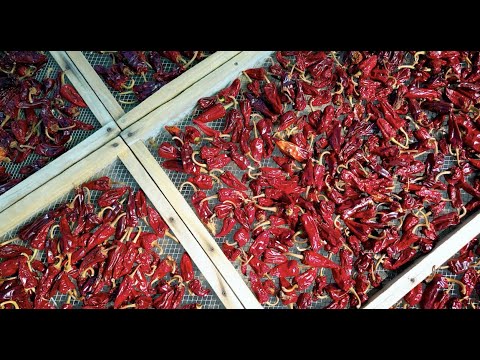 Fillière d'excellence : l'AOP Piment d'Espelette