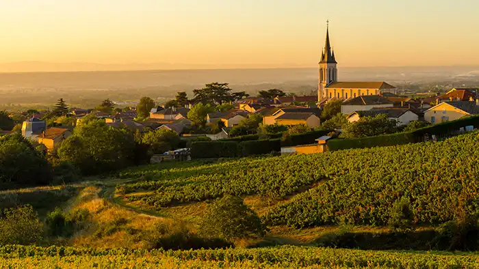 Explorer les vignobles de Bordeaux : une odyssée des sens